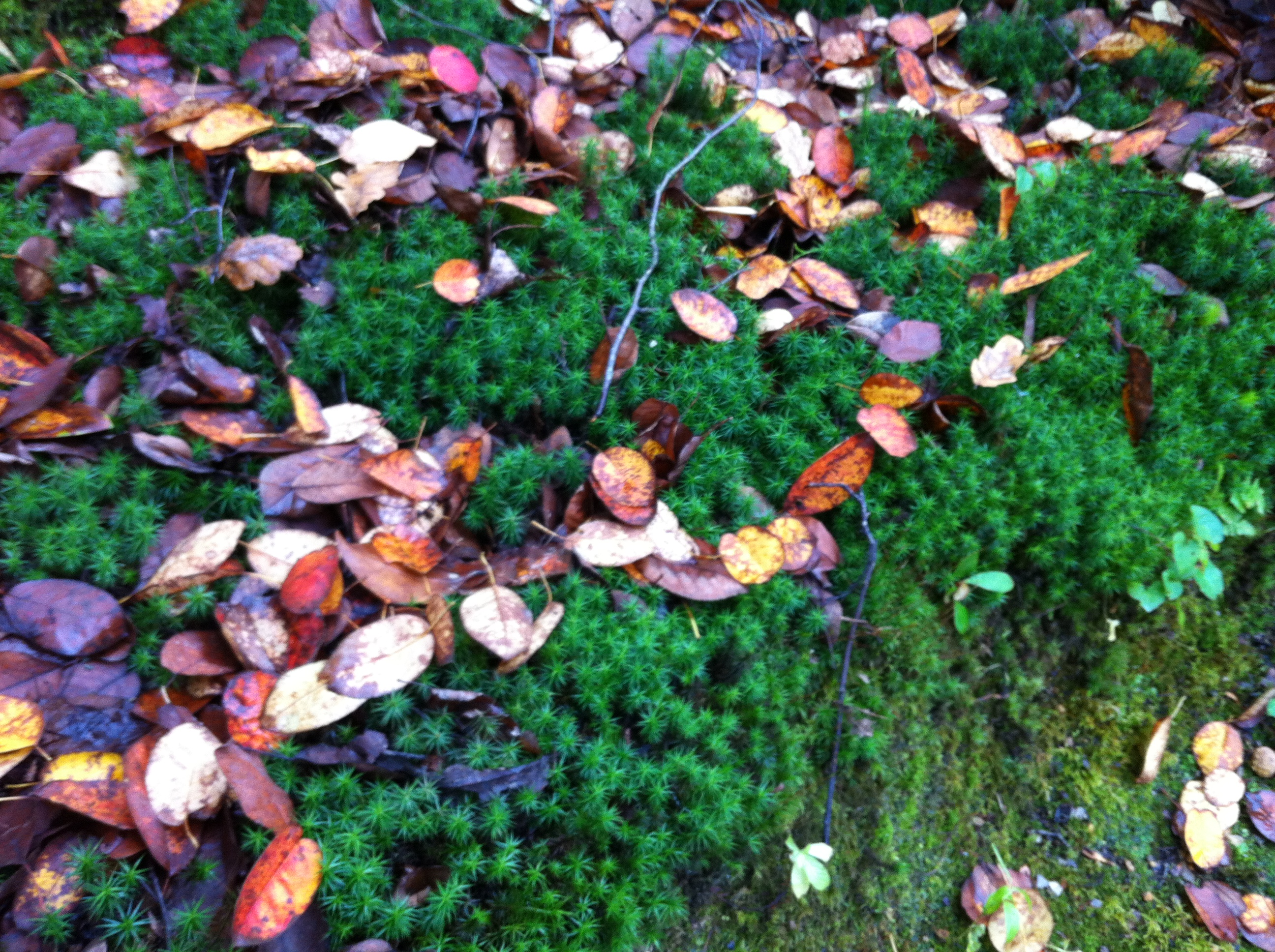 Sussex landscaping - leaves fallen