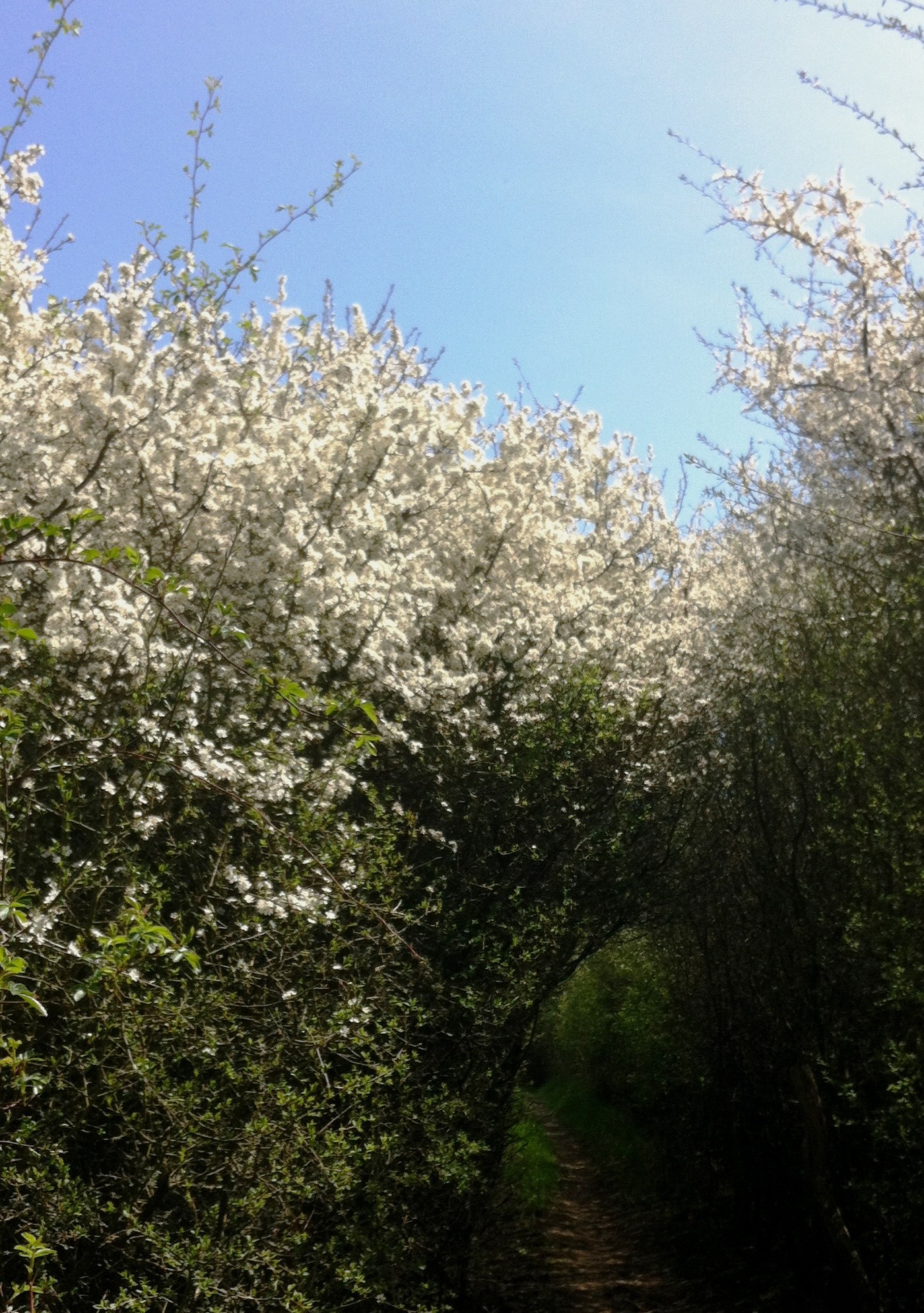 Hawthorne Hedge arch, garden blog, east sussex natures garden, woodlands walk