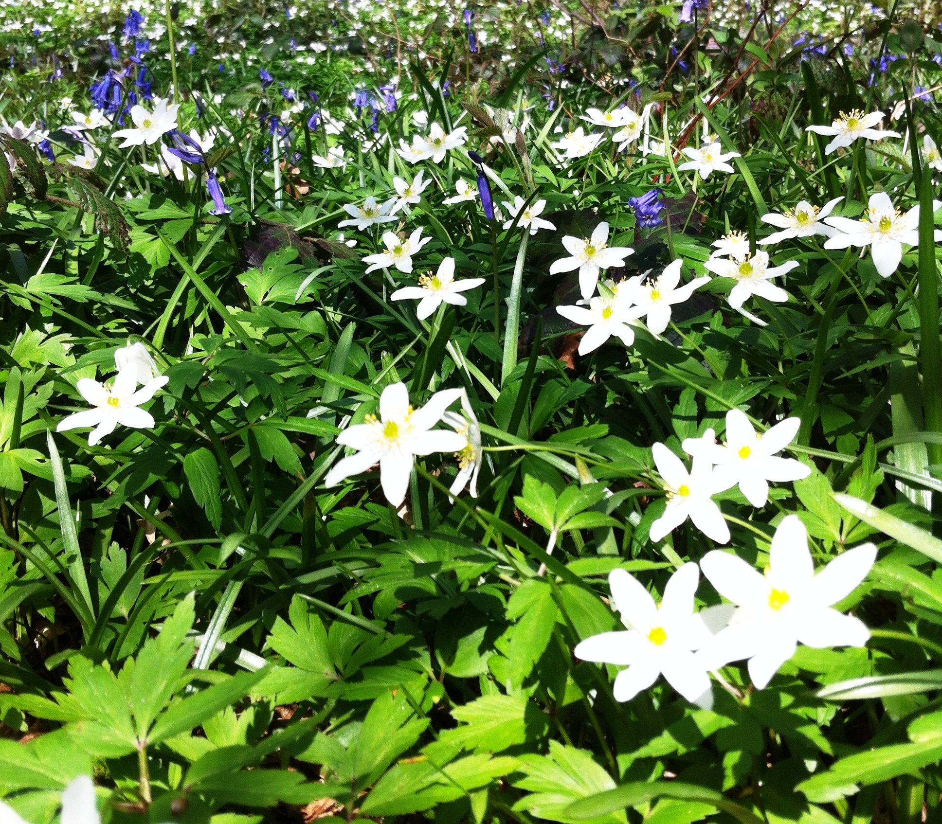 wood anemone, tips for woodland shade, east sussex natures garden, woodlands walk