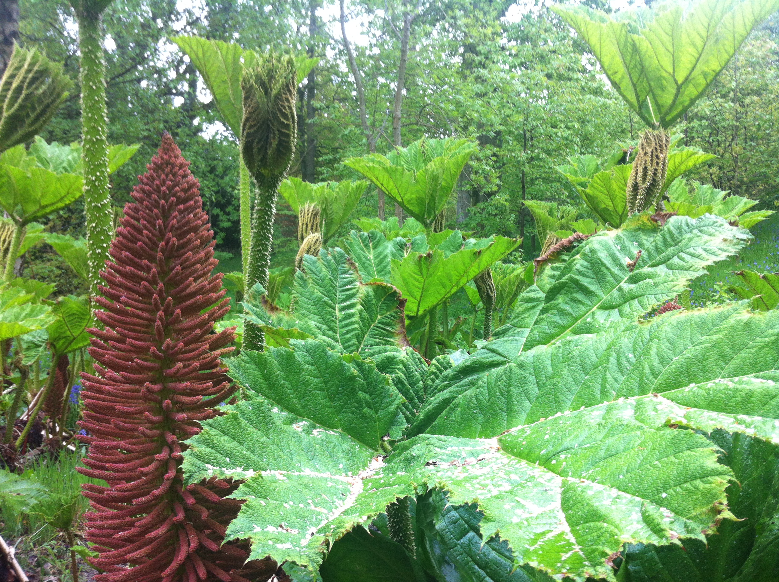 Gunnera planting at Sheffield Park and Gardens, west sussex