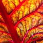 Foliage, allotment, gardens, Lewes, design inspiration