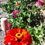 Flowers in the french potager garden