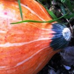 Gourd, gardening in Lewes, allotment plot