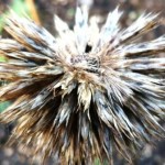 seed heads in allotment plot, lewes, garden inspiration, east sussex