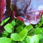 Foliage, allotment, gardens, Lewes, design inspiration