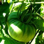 vegetable planting in the french potager