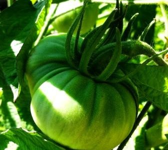 vegetable planting in the french potager