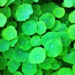 Nasturtium bold colour foliage