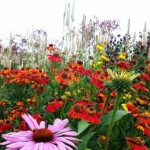 sussex prairies plant combinations 2