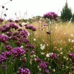 sussex prairies plant combinations 3