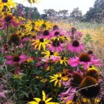 sussex prairies plant combinations 4