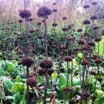 sussex prairies plant combinations 5 sharper