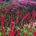 sussex prairies planting combinations 1