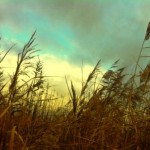 Arlington Resevoir - Grasses