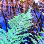 Otterford Lakes-Ferns and Reflections