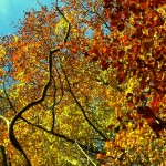 Otterford Lakes - Winter trees