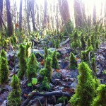 Moss twigs