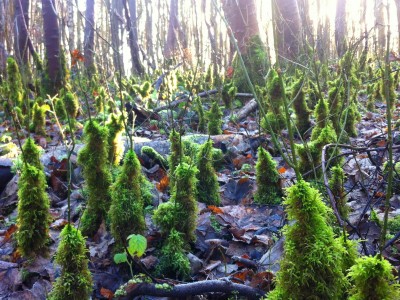 geocache landscape lewes