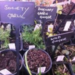 Plant for sale seedy saturday Lewes