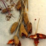 Stinking iris seedy saturday Lewes 2