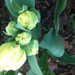 Normandie Tulip in bud