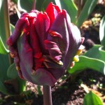 Rococo bud opening