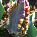 Rococo bud