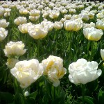 Tulips wisley