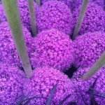 Allium 3