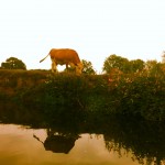 River Ouse nature