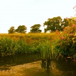 River Ouse tree line