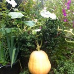 garden gourd
