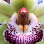 Orchid mole