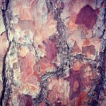 Tree bark