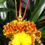Orchid Elephant