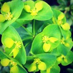 Euphorbia amygdaloides var. robbiae