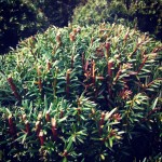 Taxus  balls