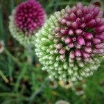 Allium sphaerocephalon