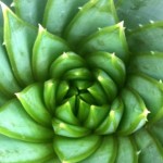 Aloe vera upclose