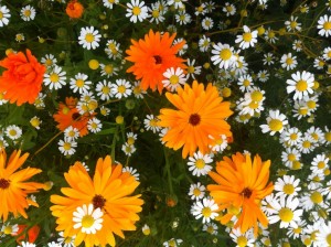 Calendula and daisies