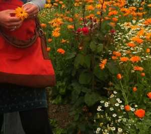 Harvesting flowers