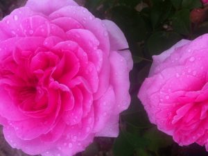 Rose pair