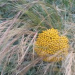 achillea-and-grass