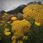 achillea-and-grasses