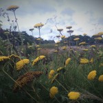 achillea-heads-in-a-landscape