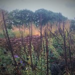 digitalis-and-grasses-in-a-landscape