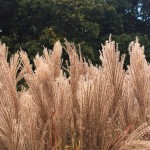 grasses-and-trees