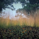 rudbekia-and-grasses