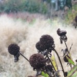 rudbekia-seed-heads