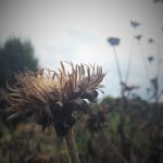 seed-head-with-light
